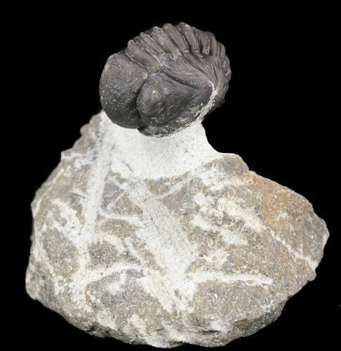 Bargain, Gerastos Trilobite Fossil - Morocco #52158